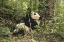 Picture of CHINA, CHENGDU YOUNG GIANT PANDA EATING