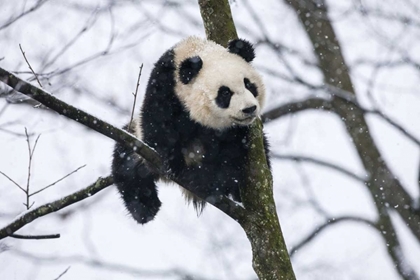 Picture of CHINA, CHENGDU BABY GIANT PANDA IN TREE