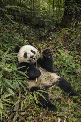 Picture of CHINA, CHENGDU YOUNG GIANT PANDA EATING