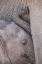 Picture of KENYA, MASAI MARA BABY ELEPHANT NURSING