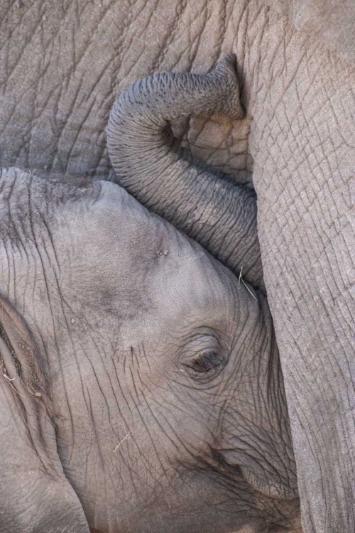 Picture of KENYA, MASAI MARA BABY ELEPHANT NURSING