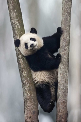 Picture of CHINA, CHENGDU BABY GIANT PANDA IN TREE