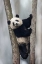 Picture of CHINA, CHENGDU BABY GIANT PANDA IN TREE