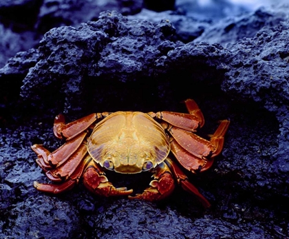 Picture of ECUADOR, GALAPAGOS SALLY LIGHTFOOT CRAB