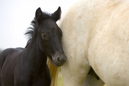 Picture of FRANCE, PROVENCE CAMARGUE HORSE AND COLT