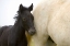 Picture of FRANCE, PROVENCE CAMARGUE HORSE AND COLT