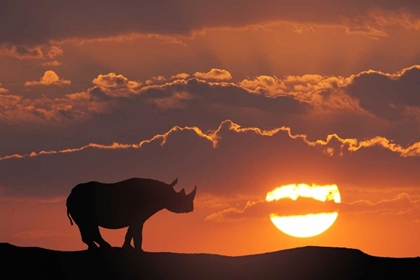 Picture of KENYA, MASAI MARA WHITE RHINOS AT SUNSET