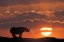 Picture of KENYA, MASAI MARA WHITE RHINOS AT SUNSET