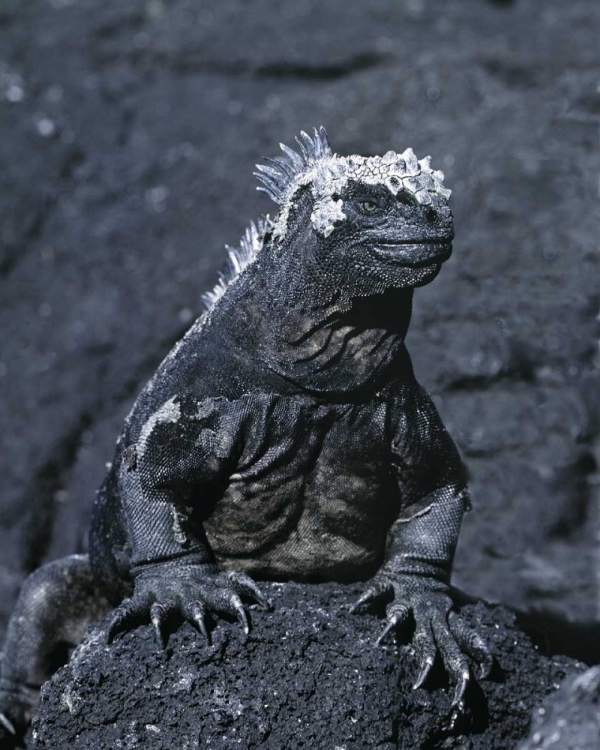 Picture of ECUADOR, GALAPAGOS ISLANDS MARINE IGUANA