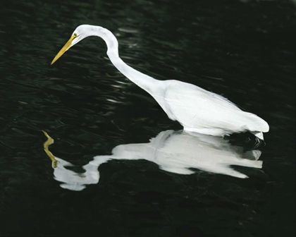 Picture of FL, DING DARLING NWR GREAT EGRET HUNTING