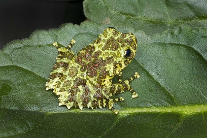 Picture of SOUTHEAST VIETNAM MOSSY TREE FROG ON LEAF