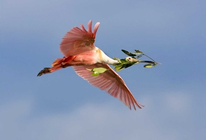 Picture of FL, TAMPA BAY ROSEATE SPOONBILL IN FLIGHT