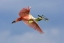 Picture of FL, TAMPA BAY ROSEATE SPOONBILL IN FLIGHT