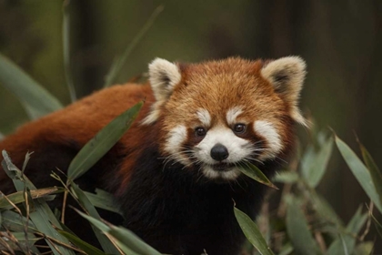 Picture of CHINA, CHENGDU RED OR LESSER PANDA EATING