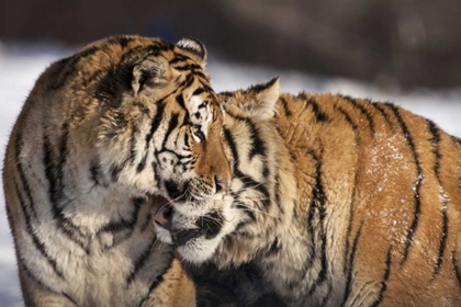 Picture of CHINA, HARBIN AFFECTIONATE SIBERIAN TIGERS