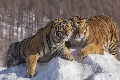 Picture of CHINA, HARBIN AFFECTIONATE SIBERIAN TIGERS