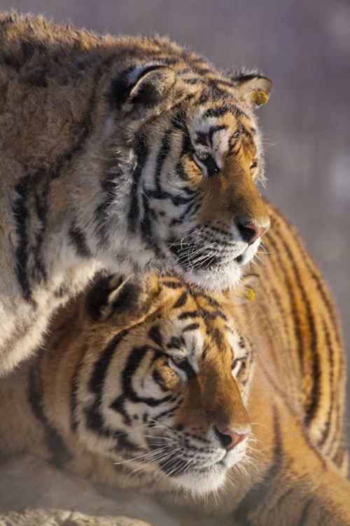 Picture of CHINA, HARBIN AFFECTIONATE SIBERIAN TIGERS