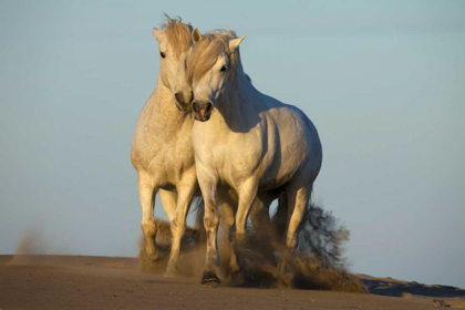 Picture of FRANCE, PROVENCE TWO WHITE CAMARGUE HORSES
