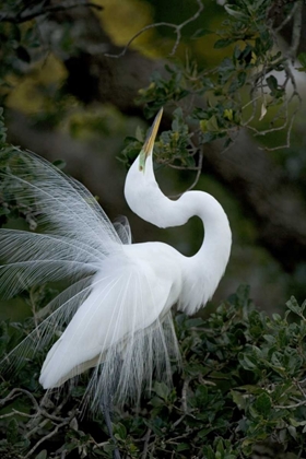 Picture of FL, ST AUGUSTINE GREAT EGRET SKY POINTING