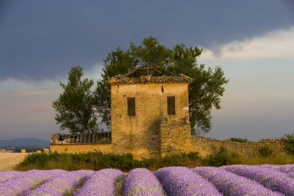 Picture of FRANCE, PROVENCE FIELD OF LAVENDER AND HUT