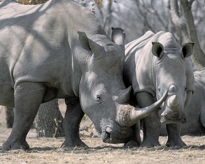 Picture of AFRICA, NAMIBIA WHITE RHINO MOTHER AND CALF