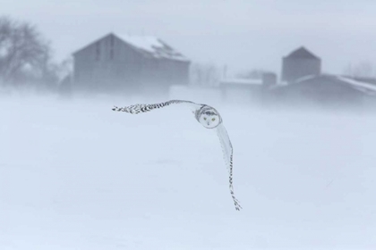 Picture of CANADA, ONTARIO, BARRIE SNOWY OWL IN FLIGHT