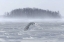 Picture of CANADA, ONTARIO, BARRIE SNOWY OWL IN FLIGHT