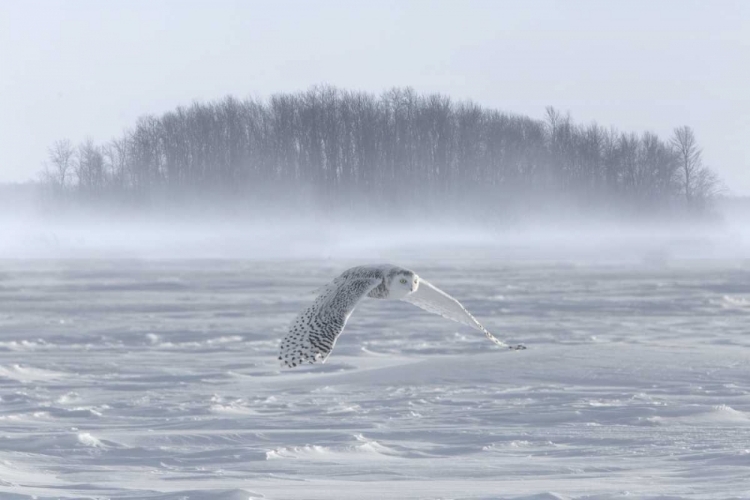 Picture of CANADA, ONTARIO, BARRIE SNOWY OWL IN FLIGHT