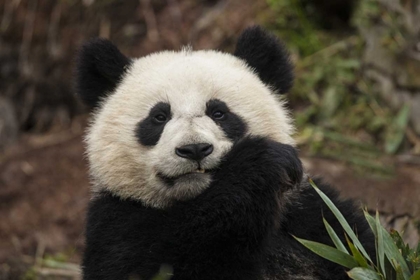 Picture of CHINA, CHENGDU PANDA BASE YOUNG GIANT PANDA