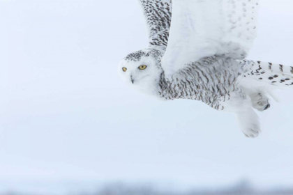 Picture of CANADA, ONTARIO, BARRIE SNOWY OWL IN FLIGHT