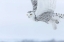 Picture of CANADA, ONTARIO, BARRIE SNOWY OWL IN FLIGHT