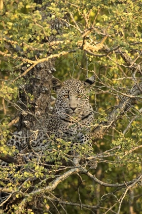 Picture of SOUTH AFRICA, LEOPARD CUB HIDING FROM HYENAS