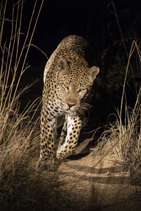 Picture of SOUTH AFRICA, LEOPARD WALKING TRAIL AT NIGHT