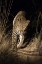 Picture of SOUTH AFRICA, LEOPARD WALKING TRAIL AT NIGHT
