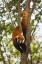 Picture of CHINA, CHENGDU, WOLONG RESERVE LESSER PANDA