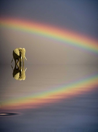 Picture of KENYA, MASAI MARA BULL ELEPHANT AND RAINBOW