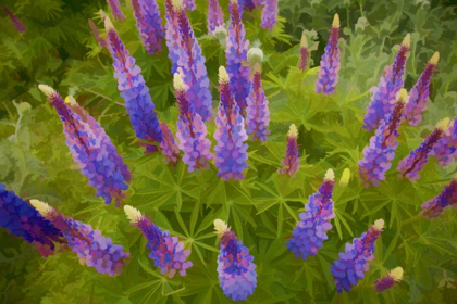 Picture of TENNESSEE PAINTERLY EFFECT ON LUPINE FLOWERS
