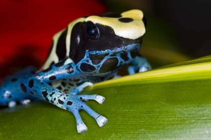Picture of REPUBLIC OF SURINAM POISON DART FROG ON LEAF