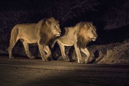 Picture of SOUTH AFRICA, TWO MALE LIONS WALKING AT NIGHT