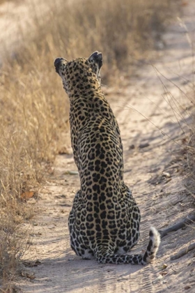 Picture of SOUTH AFRICA, BACK OF LEOPARD SITTING IN ROAD