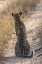 Picture of SOUTH AFRICA, BACK OF LEOPARD SITTING IN ROAD