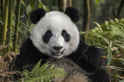 Picture of CHINA, CHENGDU PORTRAIT OF YOUNG GIANT PANDA