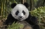 Picture of CHINA, CHENGDU PORTRAIT OF YOUNG GIANT PANDA