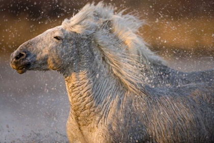 Picture of FRANCE, PROVENCE TWO CAMARGUE HORSES RUNNING