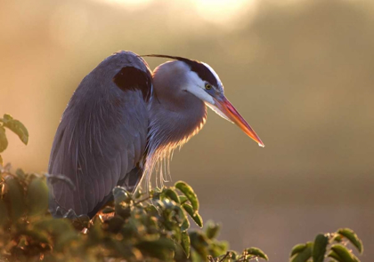 Picture of FL, WAKODAHATCHEE GREAT BLUE HERON ON A TREE