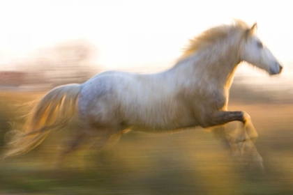 Picture of FRANCE, PROVENCE WHITE CAMARGUE HORSE RUNNING