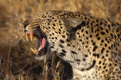 Picture of BOTSWANA, SAVUTE GAME RESERVE YAWNING LEOPARD
