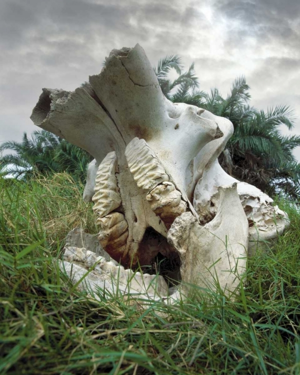 Picture of KENYA, MASAI MARA GAME RESERVE ELEPHANT SKULL