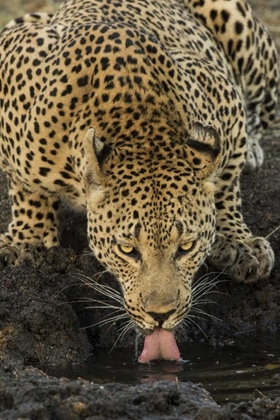 Picture of SOUTH KRUGER NP LEOPARD DRINKING AT WATERHOLE