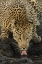 Picture of SOUTH KRUGER NP LEOPARD DRINKING AT WATERHOLE